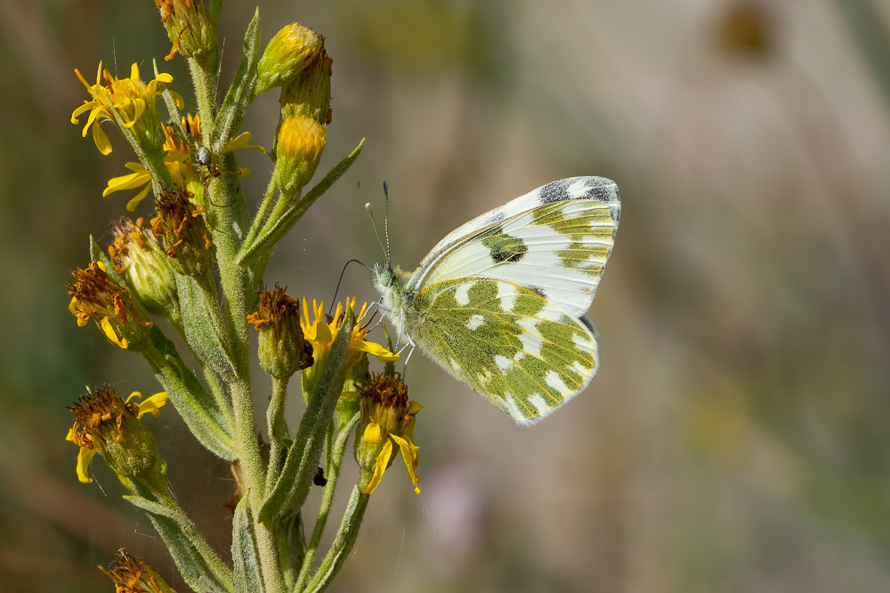 Pieris edusa?  S !