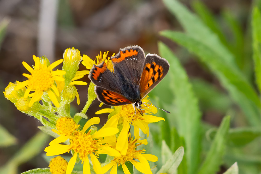 Lycaena phlaeas (Lycaenidae)