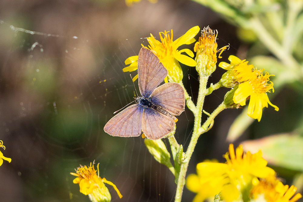 Leptotes pirithous  (Lycaenidae)