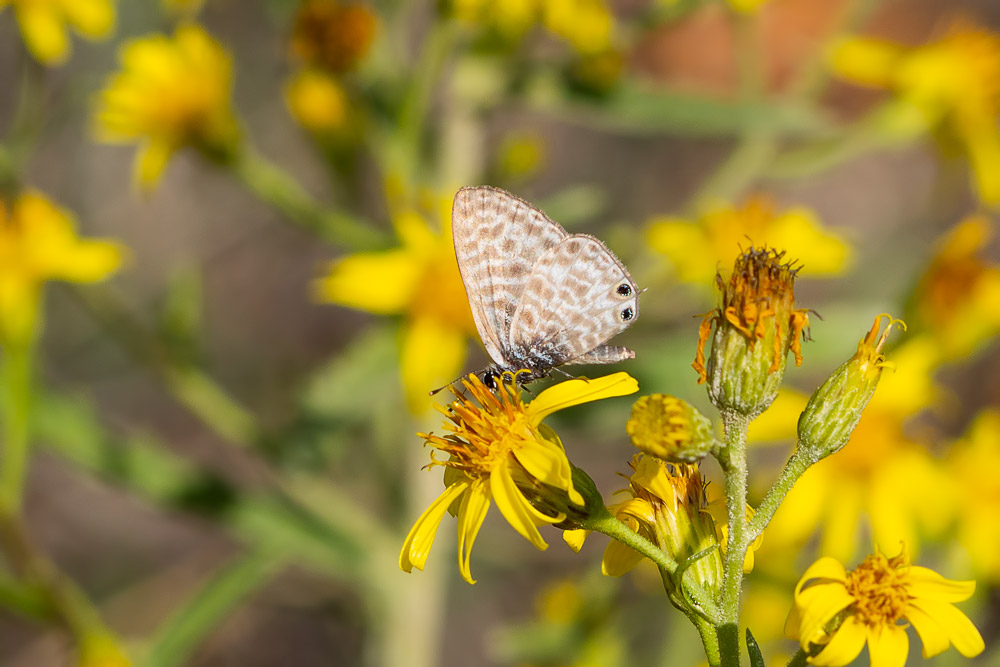 Leptotes pirithous  (Lycaenidae)