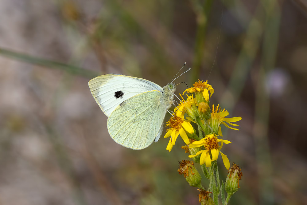 Pieris brassicae?  S !