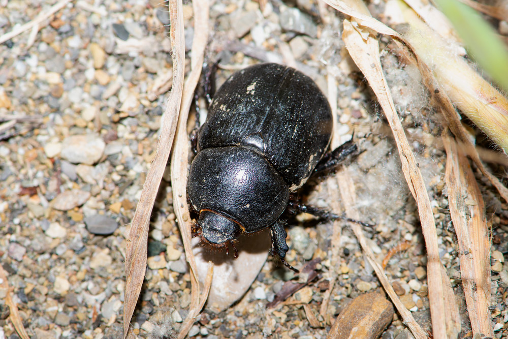 Pentodon bidens punctatus  (Dynastidae)