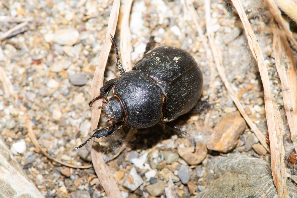 Pentodon bidens punctatus  (Dynastidae)