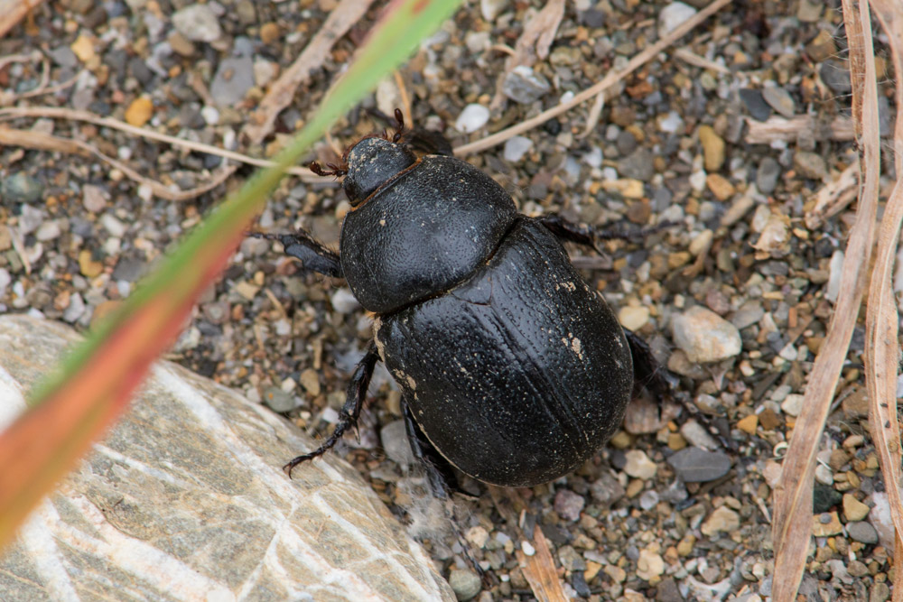 Pentodon bidens punctatus  (Dynastidae)