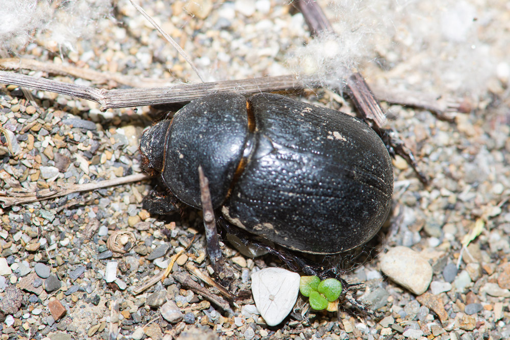 Pentodon bidens punctatus  (Dynastidae)