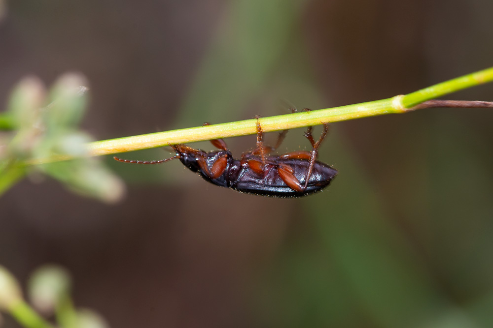 Aiuto identificazione Carabidae