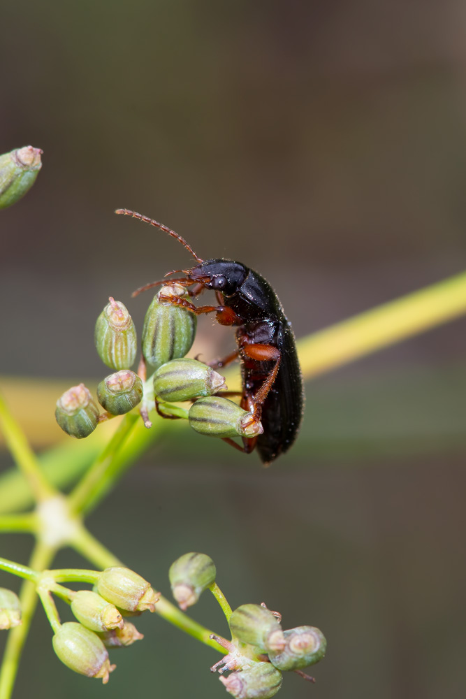 Aiuto identificazione Carabidae