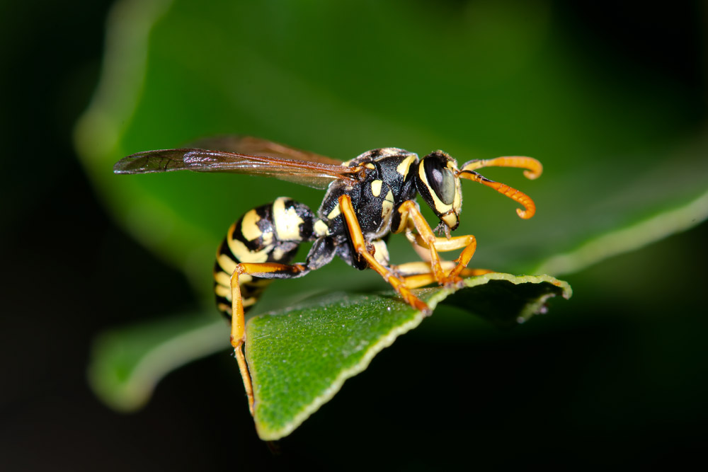 Polistes dominula, maschio