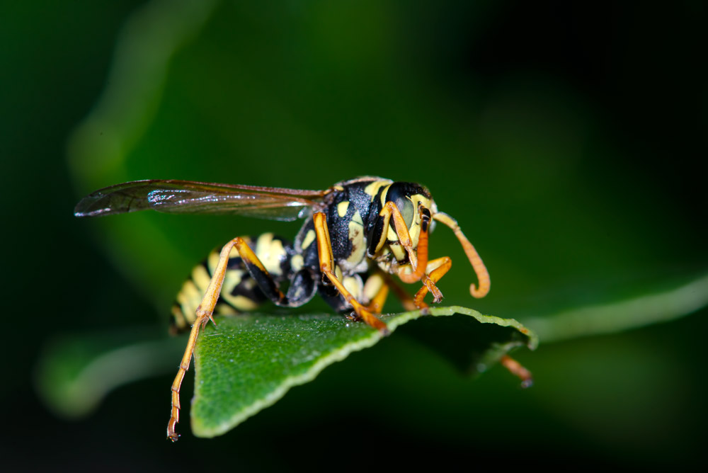 Polistes dominula, maschio