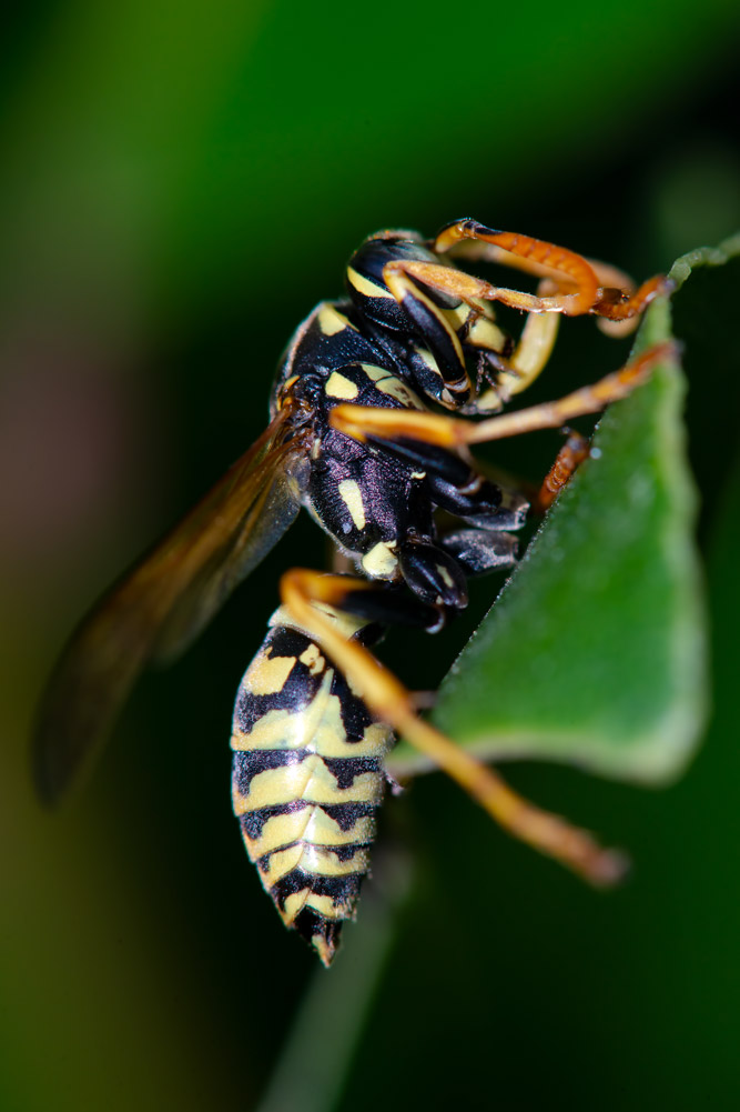 Polistes dominula, maschio