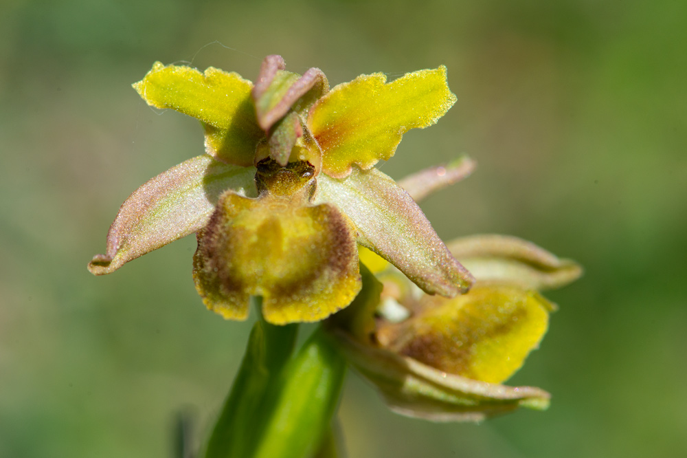 Ophrys sphegodes?