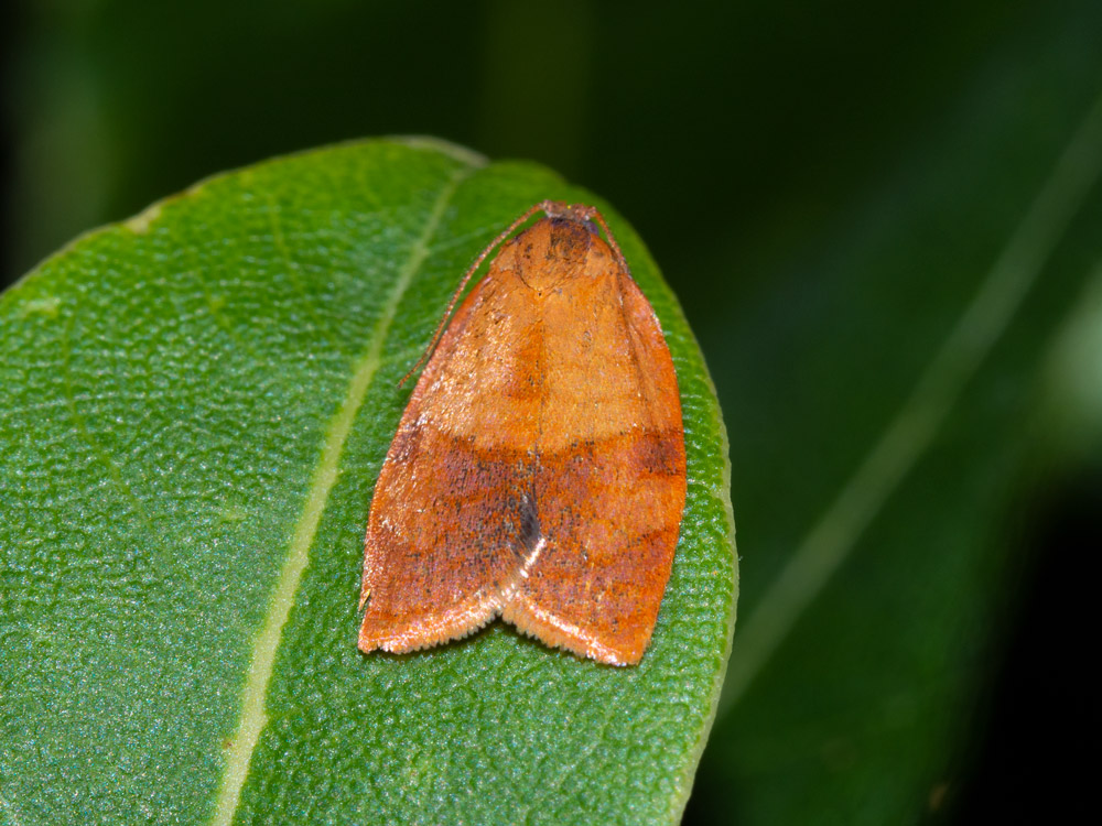 Cacoecimorpha pronubana (Tortricidae), maschio