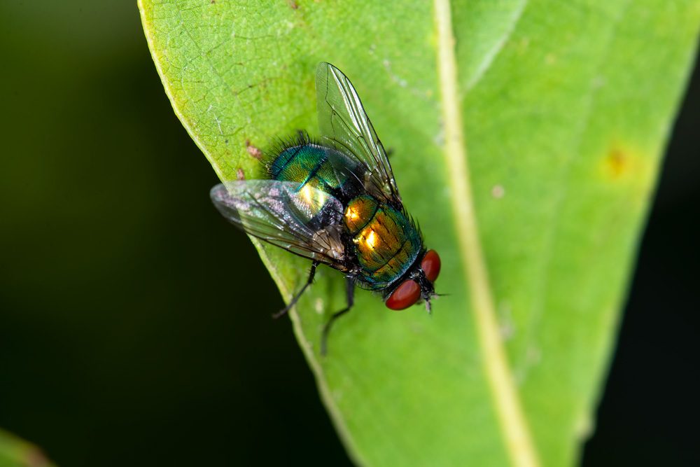 Calliphhoridae: Lucilia sericata, femmina