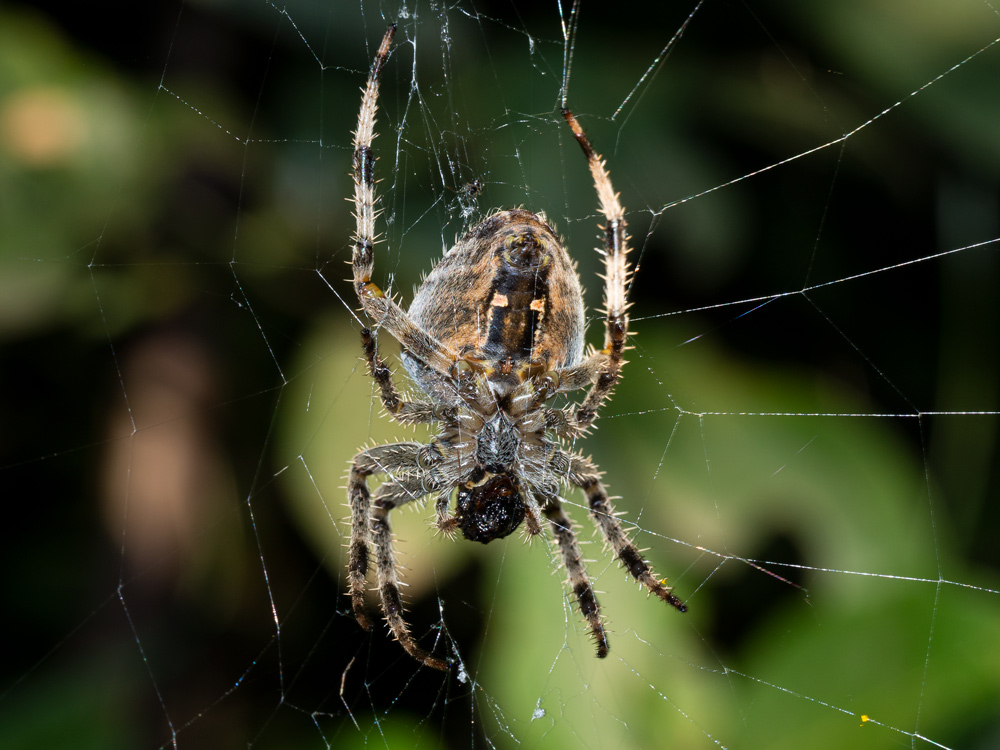 Araneus diadematus? S, femmina - Orbetello (GR)