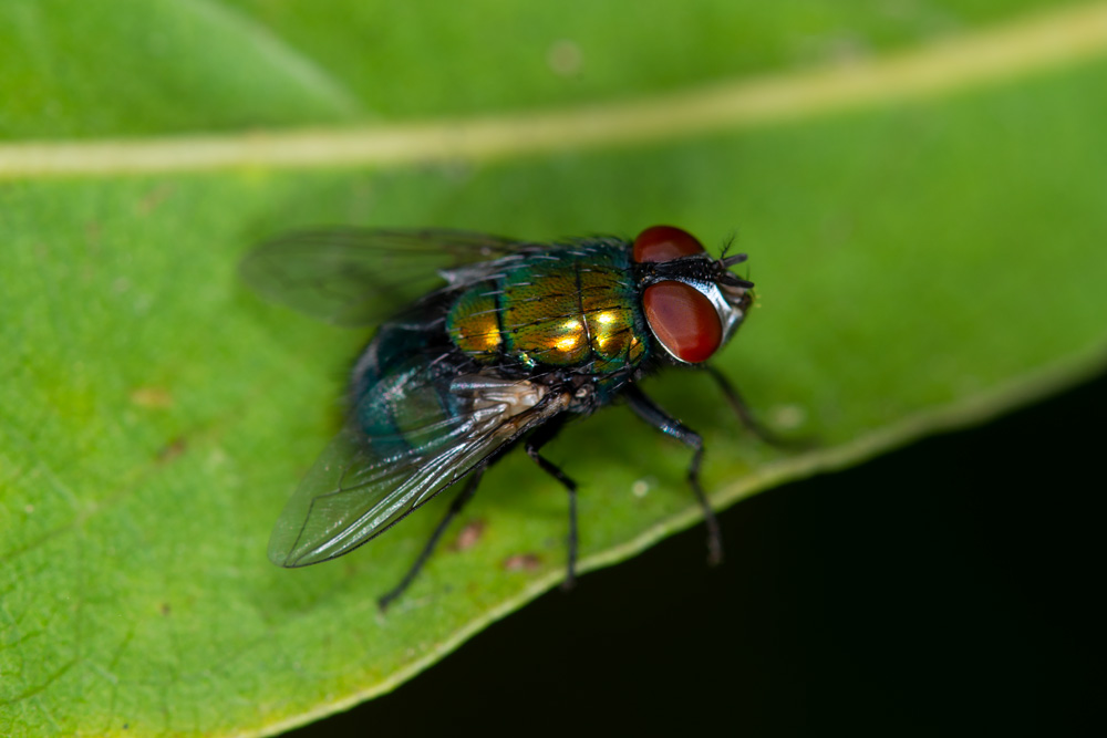 Calliphhoridae: Lucilia sericata, femmina