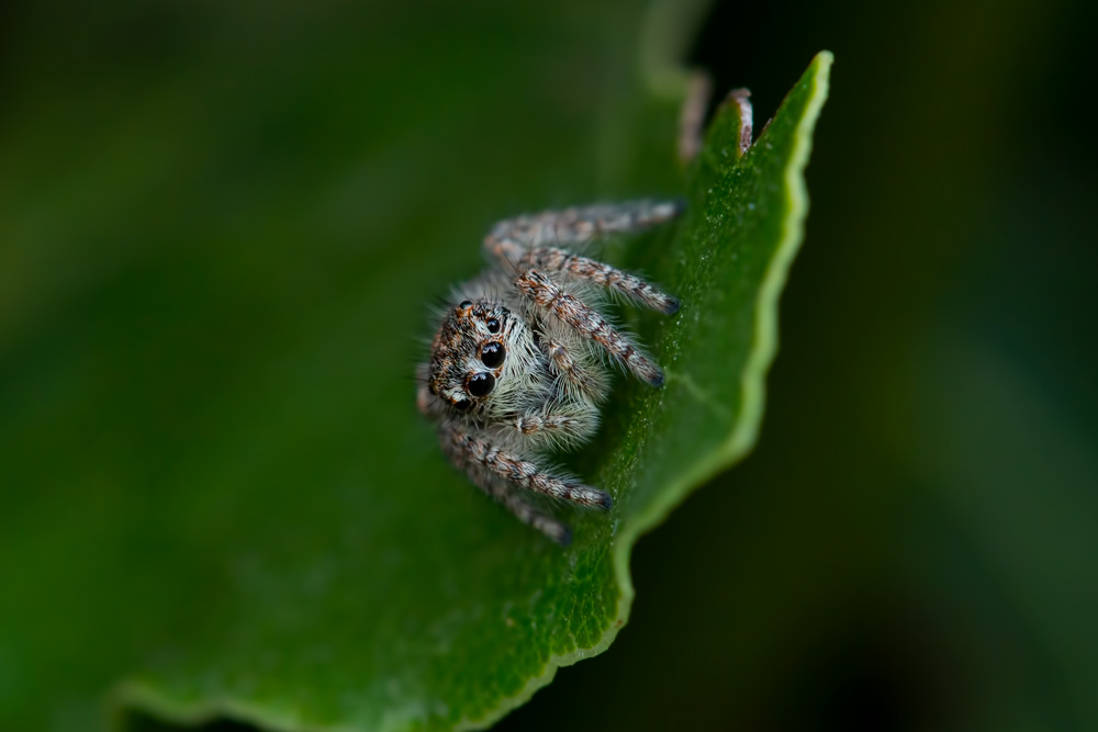 Philaeus chrysops, gtovane - Orbetello (GR)