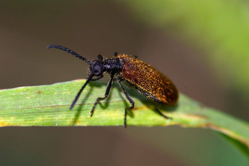 Tenebrionidae: Lagria hirta, maschio