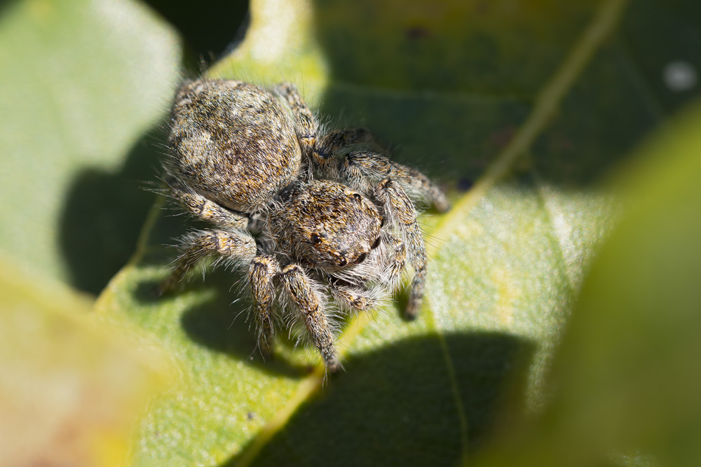 Philaeus chrysops, giovane - Orbetello (GR)