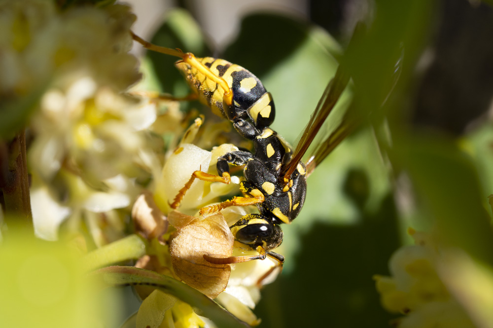 Polistes dominula? S.