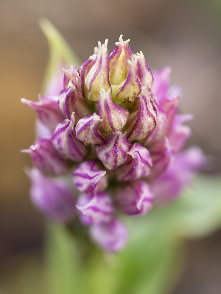 Orchis Italica?