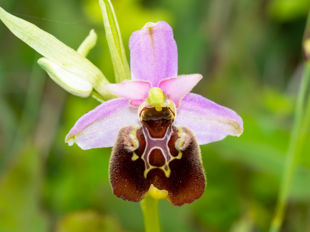 Ophrys holosericea