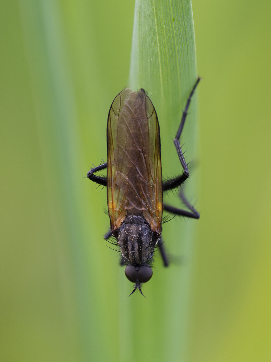 Empididae:  Empis sp.