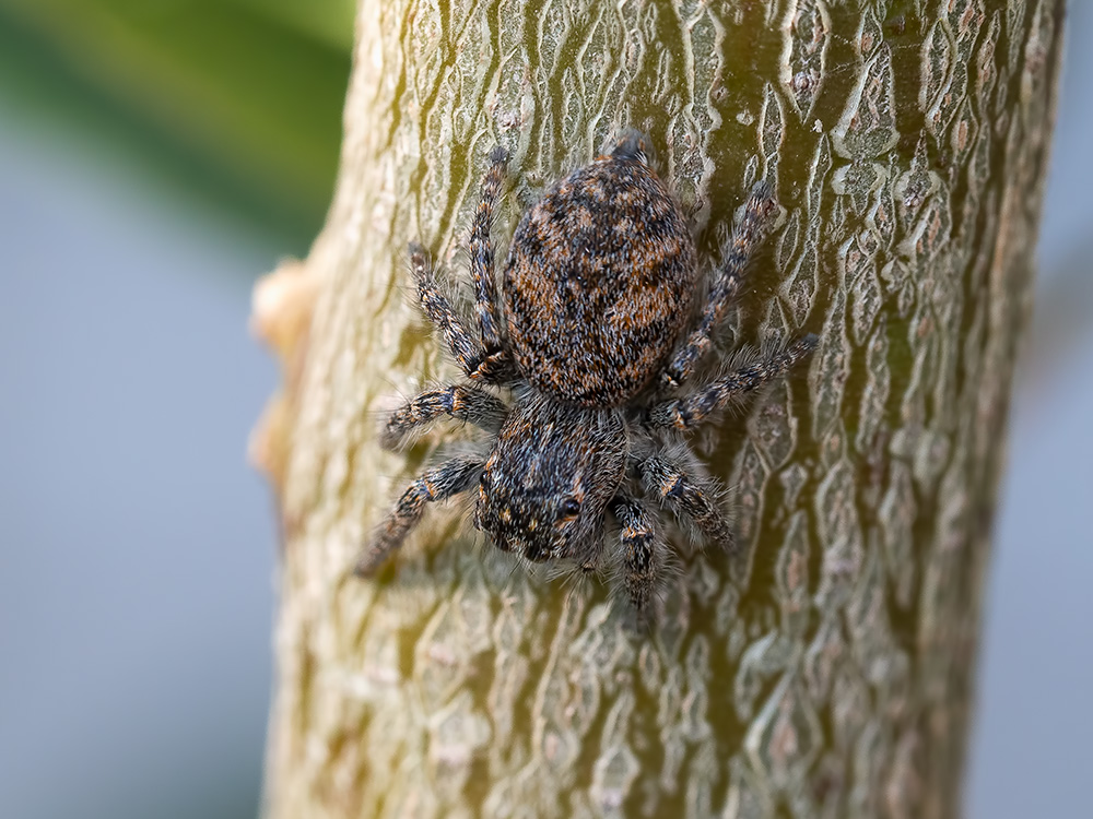 Philaeus chrysops, giovane - Orbetello (GR)