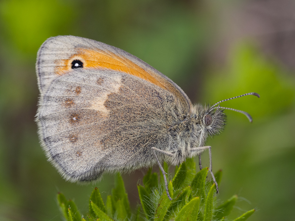 Coenonympha pamphylus? S