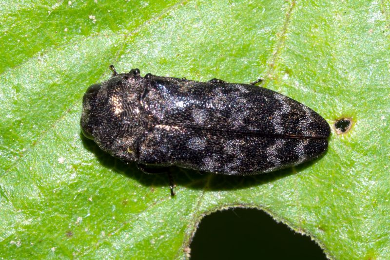 Buprestidae: Coraebus rubi