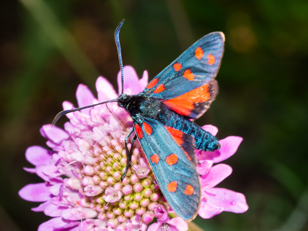 Zygaena transalpina