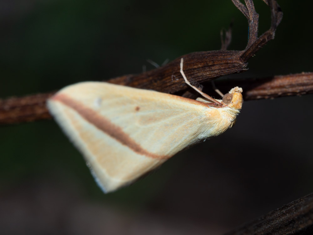 Rodhometra sacraria - Geometridae