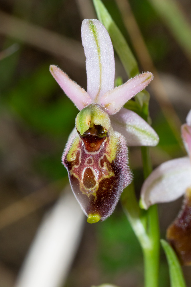 Ophrys da deteminare