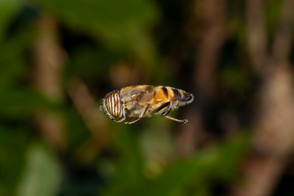 Syrphidae: Eristalinus taeniops