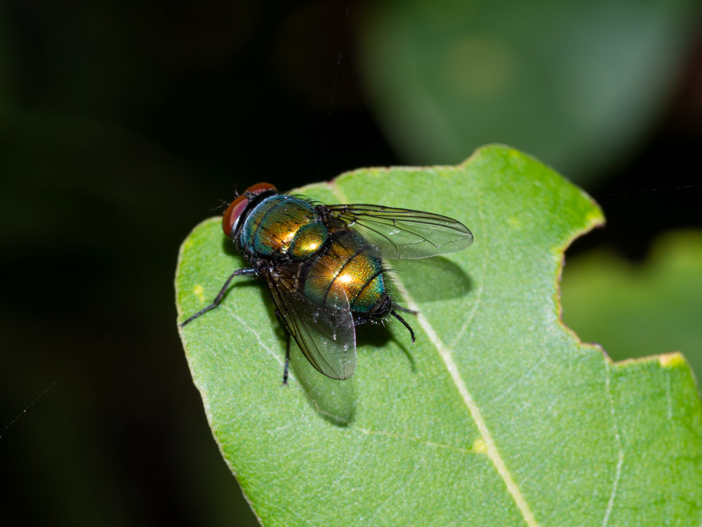 Lucilia sericata?  No, Lucilia illustris o caesar, maschio