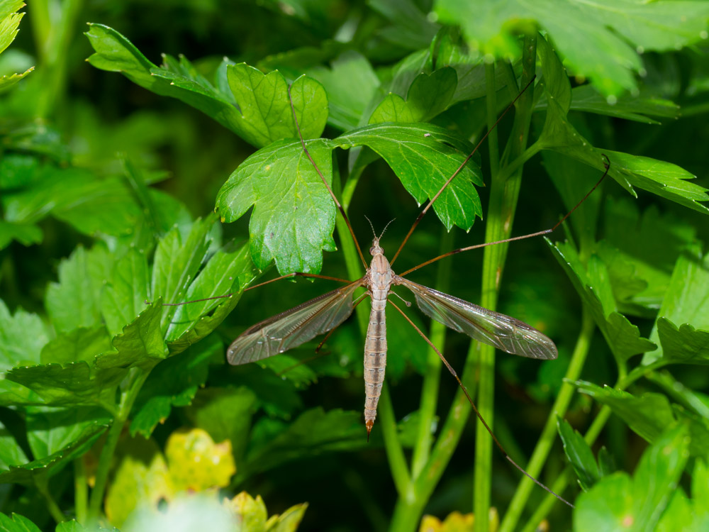 Tipulidae: Tipula sp.