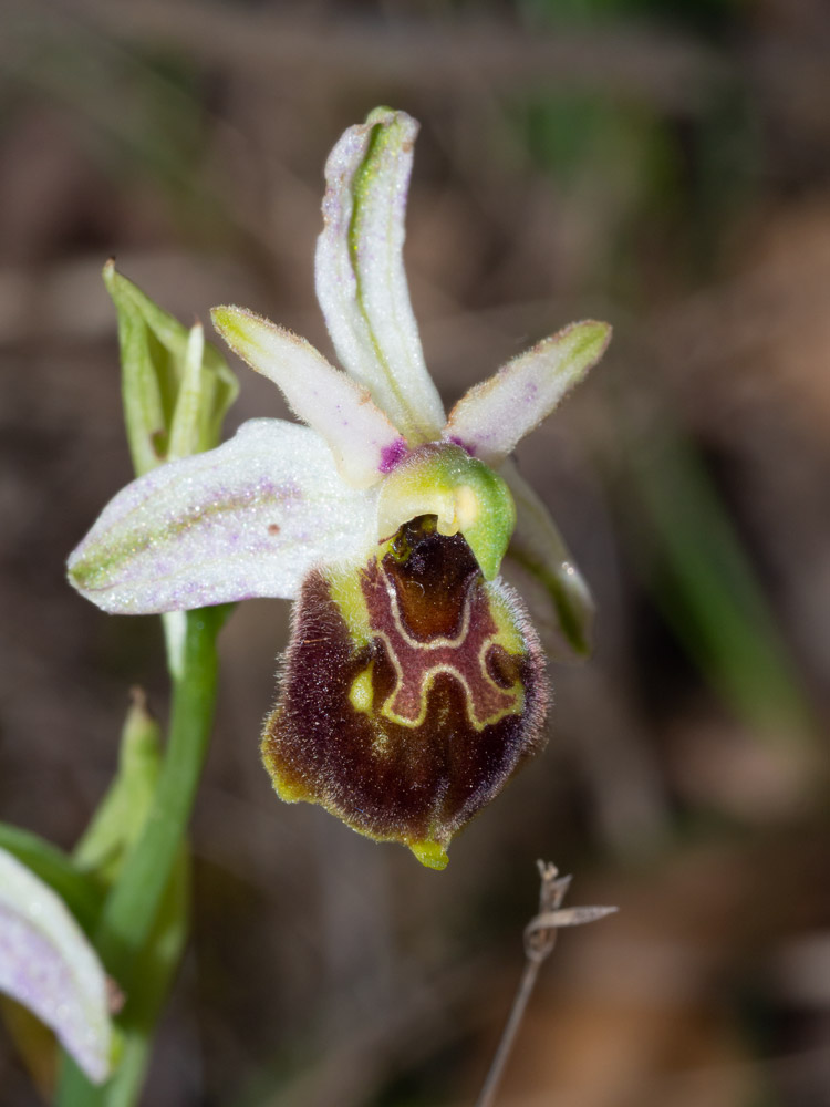 Ophrys da deteminare