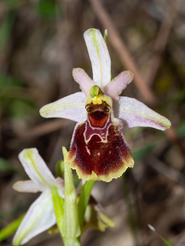 Ophrys da deteminare