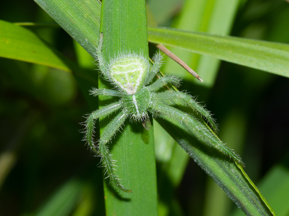 Heriaeus cfr. hirtus?...Heriaeus sp. - Orbetello (GR)