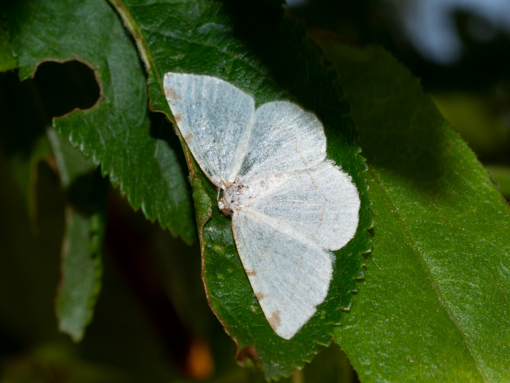 Aiuto identificazione: Stegania trimaculata - Geometridae