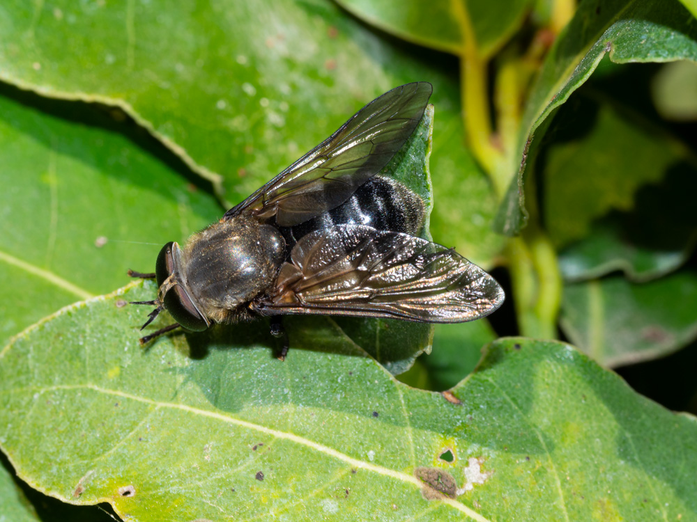 Tabanidae: Dasyrhamphis cfr. anthracinus, femmina