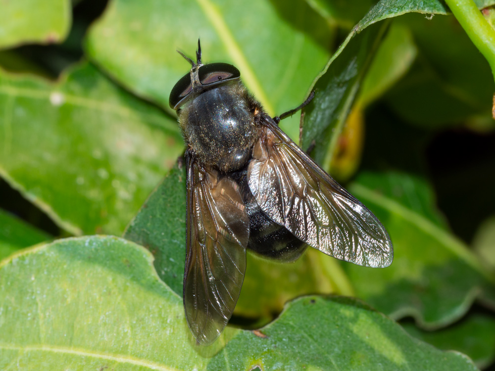 Tabanidae: Dasyrhamphis cfr. anthracinus, femmina