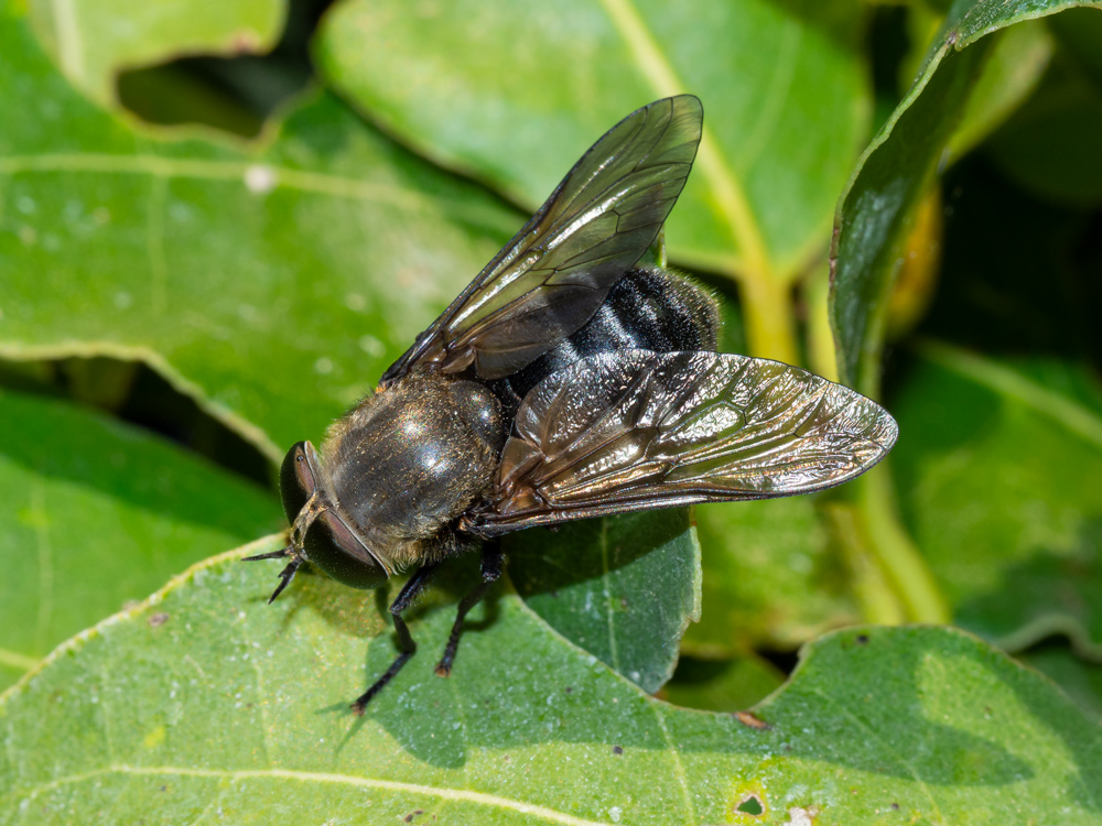 Tabanidae: Dasyrhamphis cfr. anthracinus, femmina