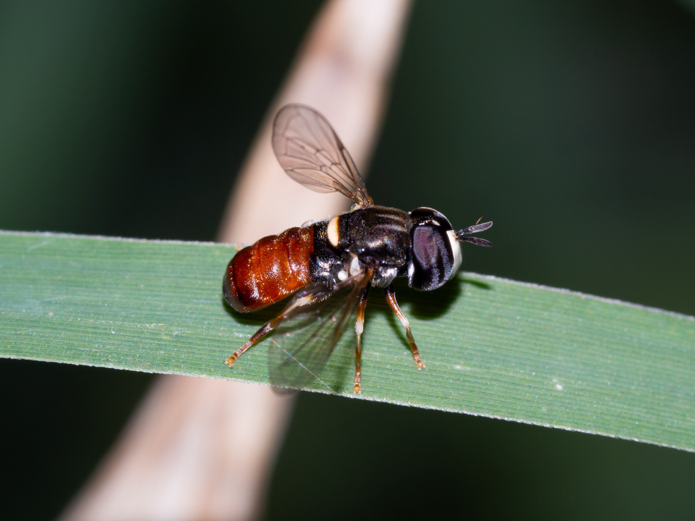 Syrphidae: Paragus bicolor