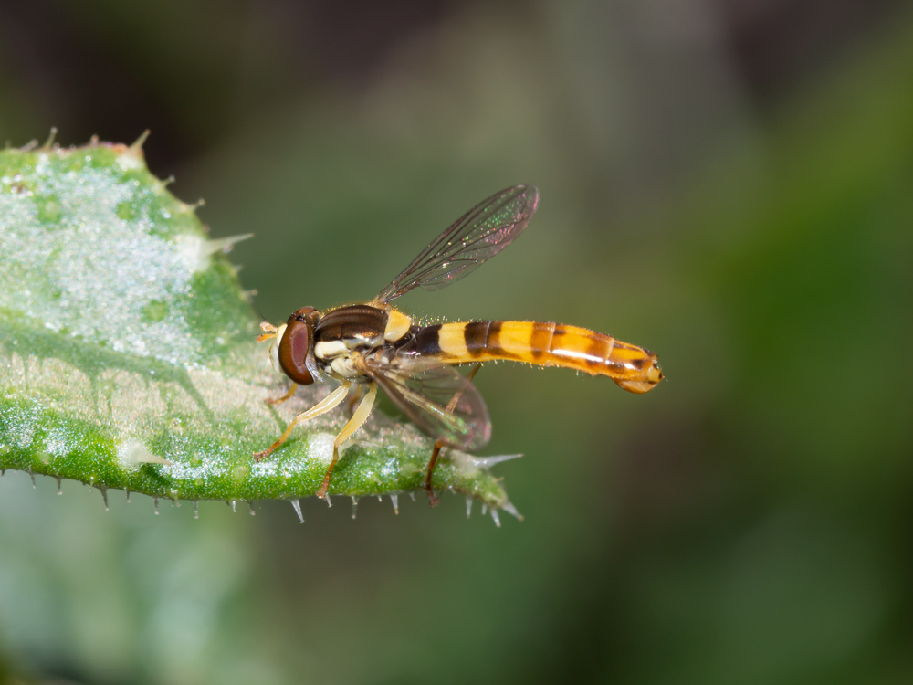 Syrphidae:  Sphaerophoria scripta? ... Sphaerophoria cfr. scripta, maschio