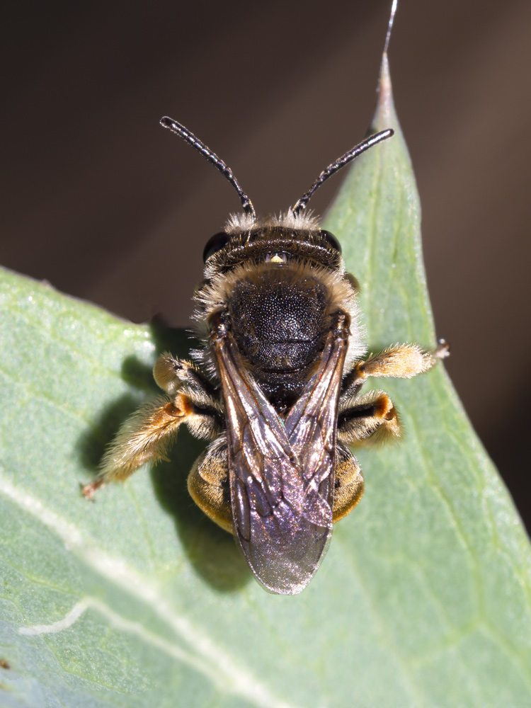 Eucera sp., femmina (Apidae)