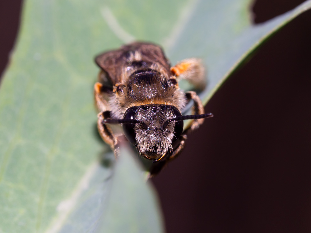 Eucera sp., femmina (Apidae)