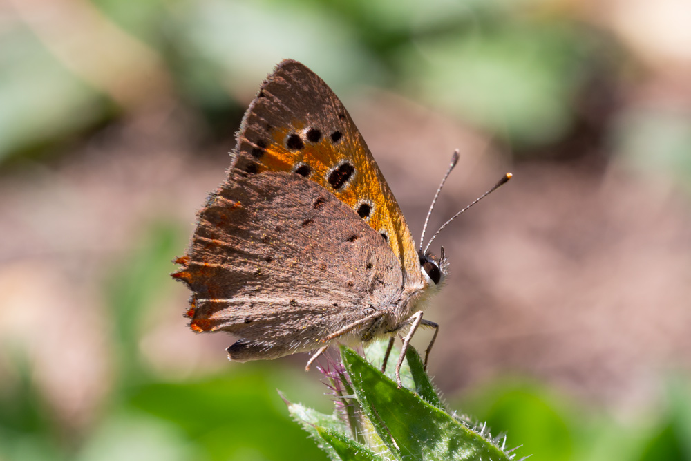 Lycaena phlaeas? S !