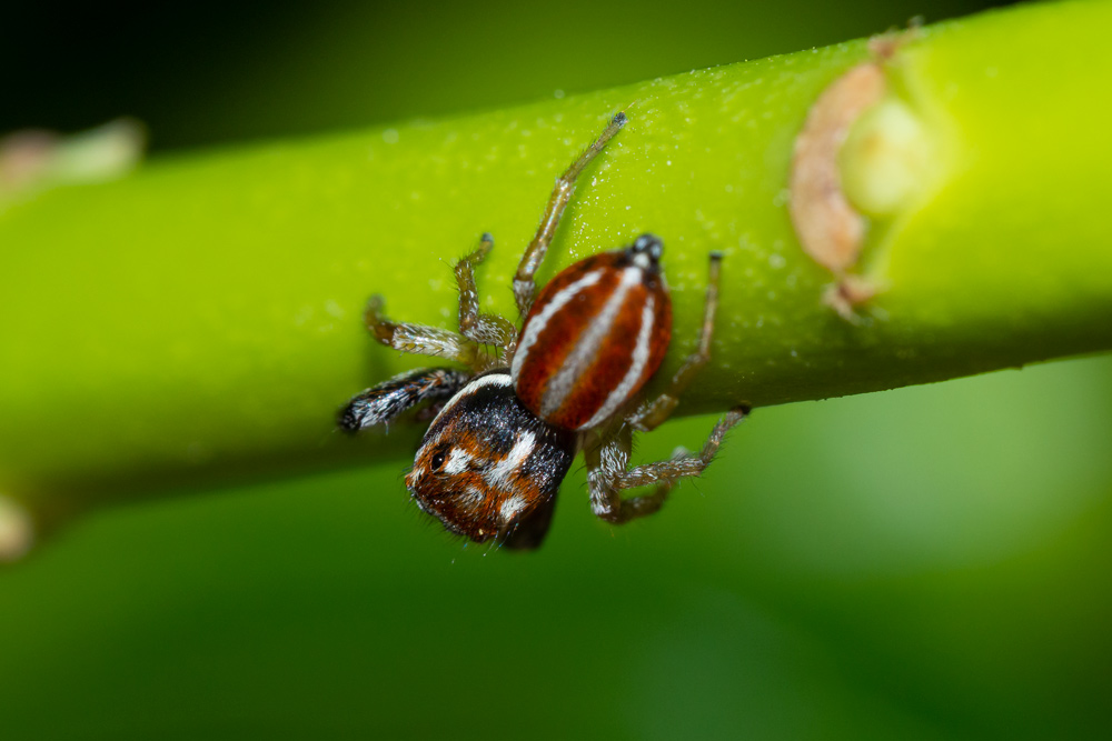 Icius sp. da identificare