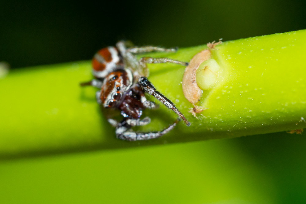 Icius sp. da identificare