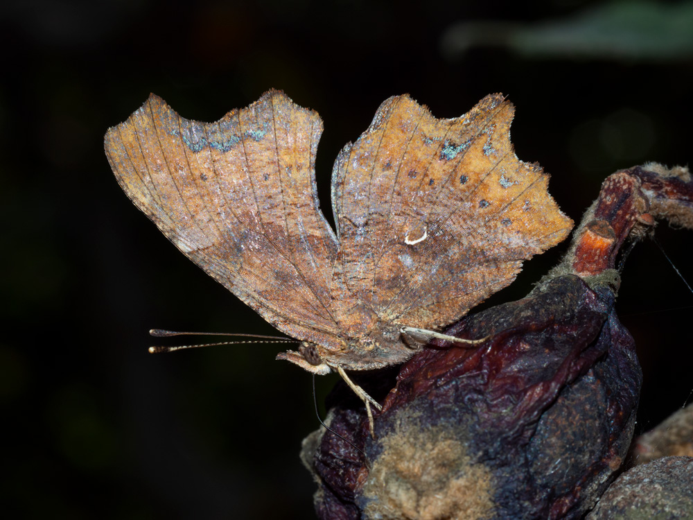 Polygonia egea?